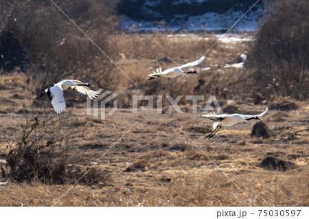 鳥 冬 学 75030597