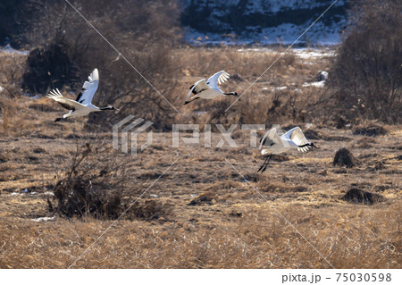 鳥 冬 学 75030598