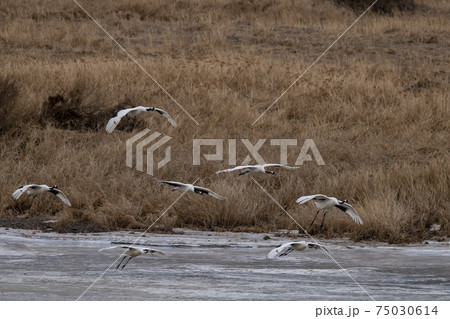 鳥 冬 学 75030614
