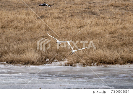 鳥 学 韓国 75030634