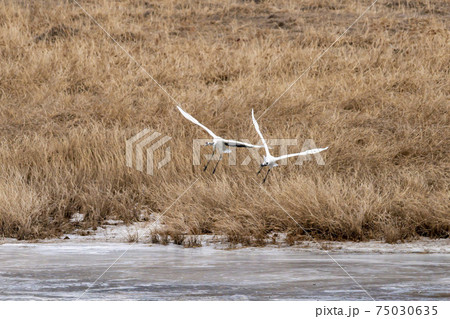 鳥 学 韓国 75030635