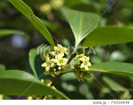 モクレイシ 木茘枝 ニシキギ科 の雄花 葉は十字対生の写真素材