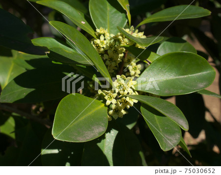 モクレイシ 木茘枝 ニシキギ科 の雄花 葉は十字対生の写真素材