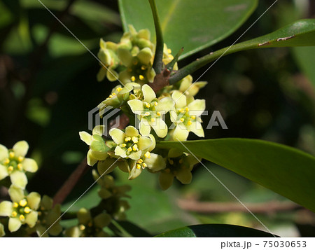 モクレイシ(木茘枝/ニシキギ科)の雄花 モクレイシ(木茘枝/ニシキギ科)の雄花 75030653