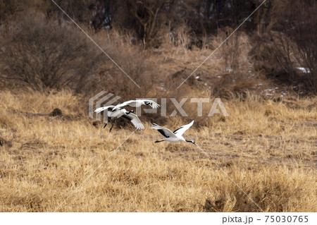 鳥 冬 学 75030765