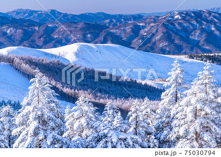《長野県》霧氷の原生林・冬の霧ヶ峰高原 75030794