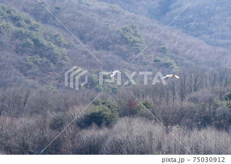 鳥 学 山 75030912