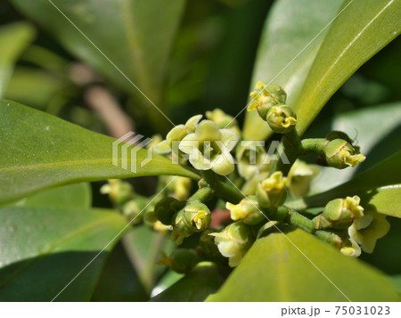 モクレイシ(木茘枝/ニシキギ科)の雌花 モクレイシ(木茘枝/ニシキギ科)の雌花 75031023