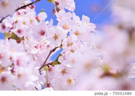 桜 桜 75031480