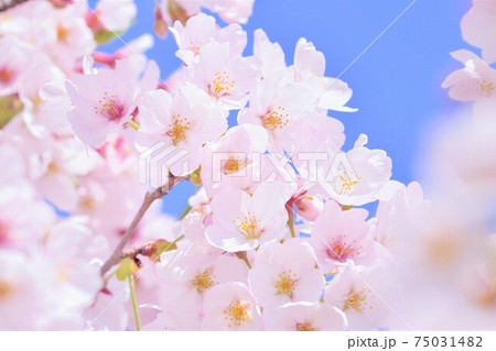 桜 桜 75031482