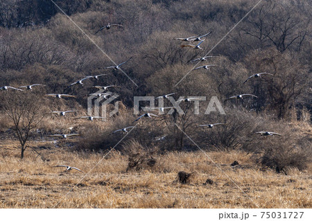 鳥 冬 山 75031727