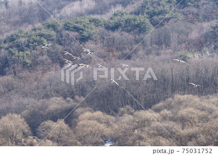 鳥 冬 山 75031752