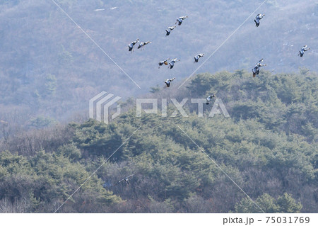 鳥 山 韓国 75031769