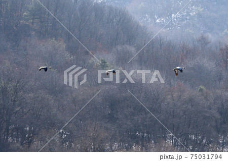 鳥 冬 韓国 75031794