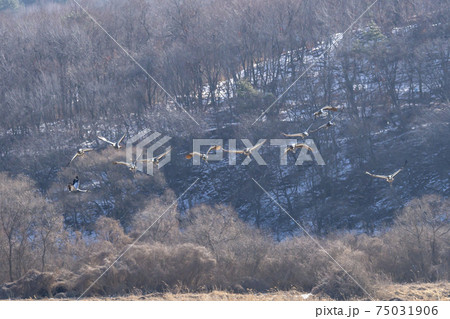 鳥 冬 山 75031906