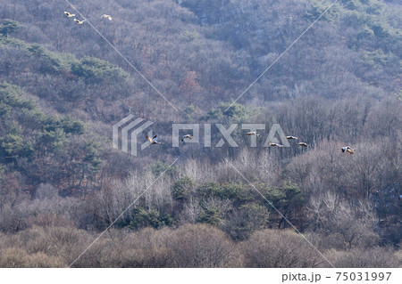 鳥 冬 山 75031997