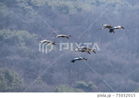 鳥 空 韓国 75032015