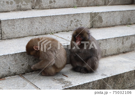 子猿_高崎山 子猿_高崎山 75032106