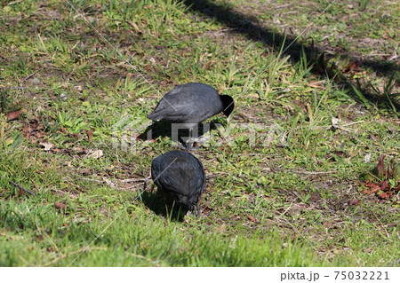 冬の河川敷で餌を探すオオバンの群れ 75032221