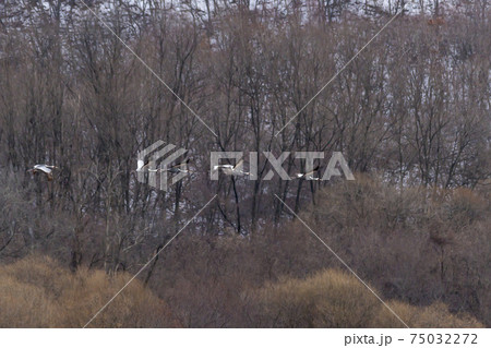 鳥 冬 韓国 75032272
