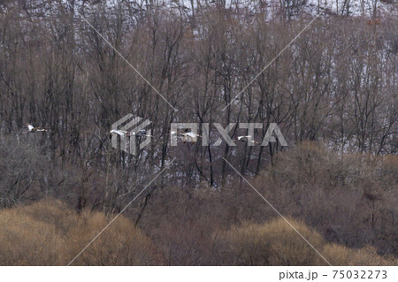 鳥 冬 韓国 75032273