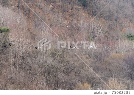 鳥 冬 山 75032285
