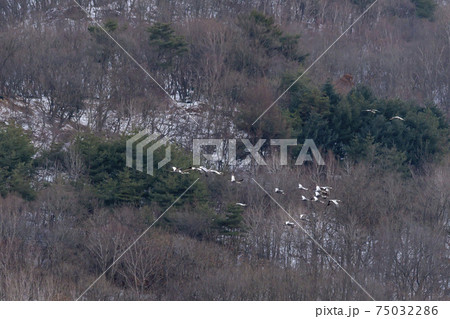 鳥 冬 山 75032286