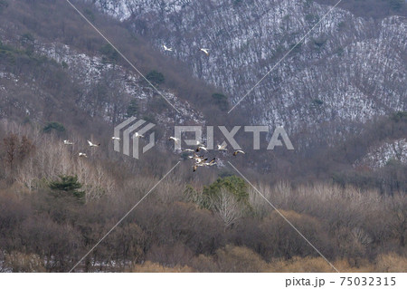 鳥 冬 山 75032315
