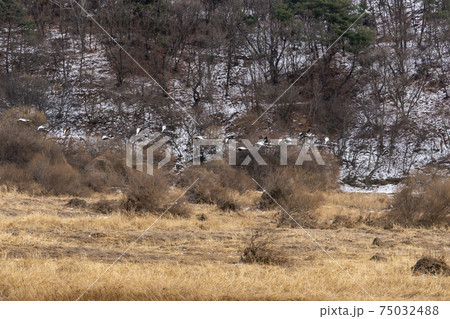 鳥 冬 韓国 75032488