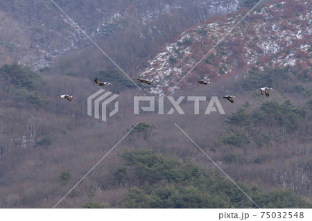 鳥 冬 山 75032548