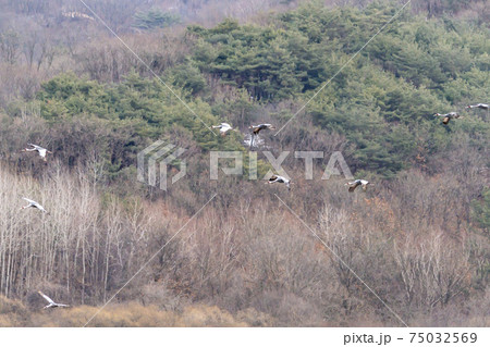 鳥 冬 山 75032569