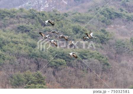 鳥 山 韓国 75032581
