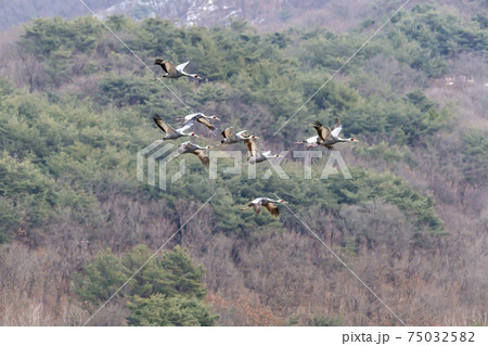 鳥 山 韓国 75032582