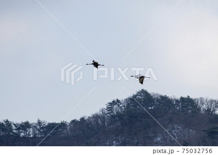 鳥 冬 韓国 75032756