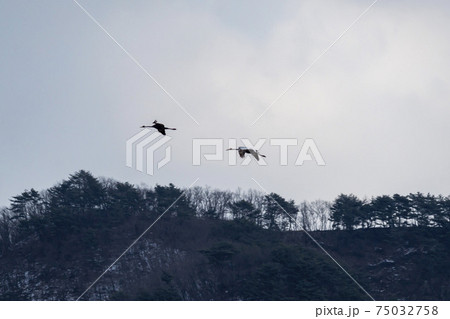 鳥 冬 韓国 75032758