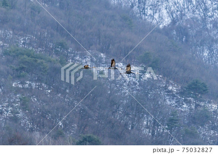 鳥 冬 山 75032827