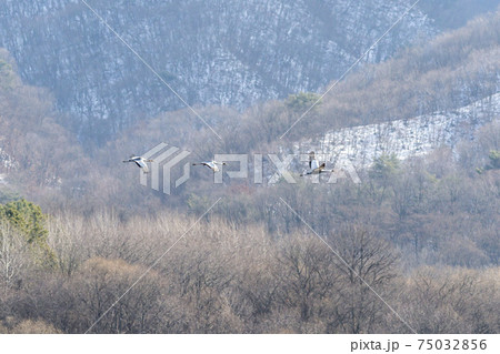 鳥 冬 山 75032856