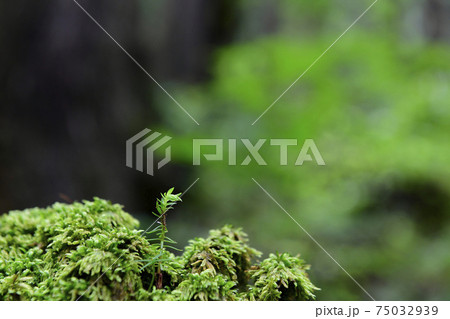 新芽 新芽 75032939