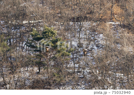 鳥 冬 木 75032940