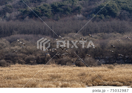 鳥 冬 山 75032987