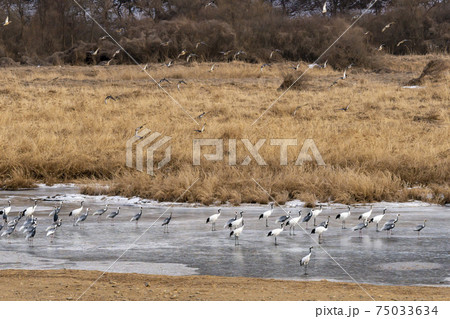 鳥 冬 学 75033634