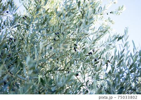 オリーブ園　小豆島 75033802