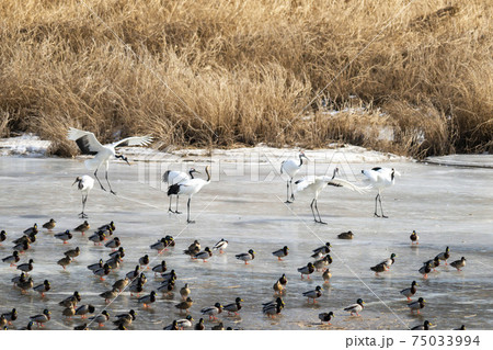 鳥 学 アヒル 75033994