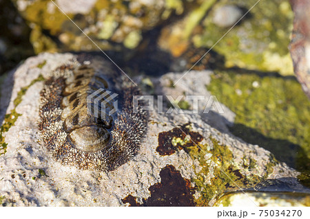 ヒザラガイ 75034270