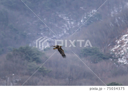 江原道 風景 鳥 75034375