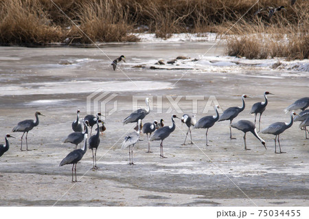 鳥 冬 韓国 75034455