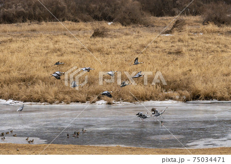 鳥 冬 韓国 75034471