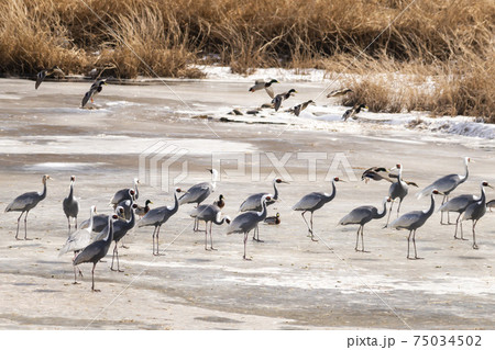 鳥 冬 韓国 75034502