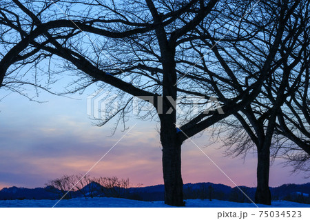 冬の夕暮れ 雪景色 川 秋田県の自然風景 冬の夕暮れ 雪景色 川 秋田県の自然風景 75034523