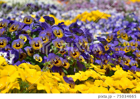 花壇に咲くビオラ・パンジー 花壇に咲くビオラ・パンジー 75034665